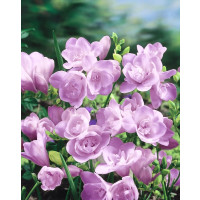 Freesia ´Double Blue´ / Plnokvěté frézie modré / Frézia, bal. 15 ks, 5/+