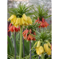 Fritillaria imperialis ´Lutea´ / Řebčík královský žlutý, 20/24