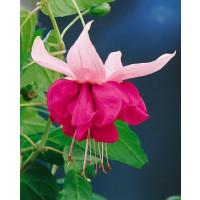 Fuchsia ´Seventh Heaven´/ Fuchsie, K7