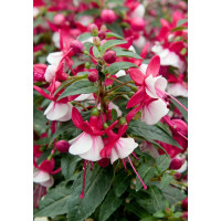 Fuchsia ´Alwin´  / Fuchsie, K7