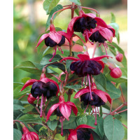 Fuchsia cultivars® ´Trailling Tulle´ / Fuchsie, K7