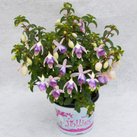 Fuchsia Jollies® ´Macon´ / Fuchsie, bal. 6 ks sadbovačů