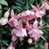 Fuchsia ´Pink Galore´/ Fuksie pŕevislá, K7