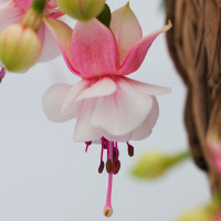 Fuchsia Summermelody® ´Santapilar´ / Fuchsie, K7