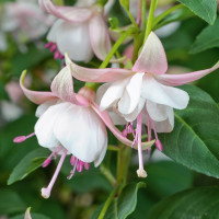 Fuchsia Summermelody® ´Sunalejandro´ / Fuchsie, bal. 6 ks sadbovačů