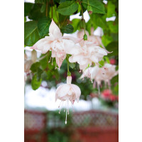 Fuchsia cultivars® ´White King´ / Fuchsie, bal. 6 ks, 6x K7