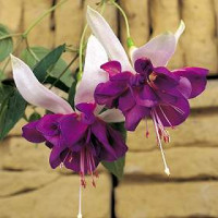 Fuchsia ´Deep Purple´ /  Fuchsie převislá, bal. 6 ks sadbovačů