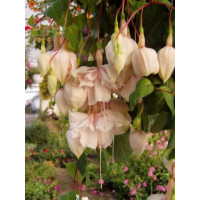 Fuchsia ´Pink Marshmallow´ / Fuchsie převislá, bal. 6 ks sadbovačů