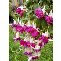 Fuchsia ´So Big´ / Fuchsie převislá, bal. 3 ks, 3xK7