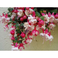 Fuchsia ´Swingtime´ / Fuchsie převislá č-b, bal. 3 ks, 3xK7