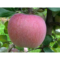 Malus domestica ´Fuji´ / Jabloň zimní, M26
