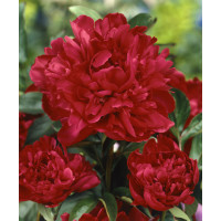 Paeonia ´Karl Rosenfield´ / Pivoňka plnokvětá, K13