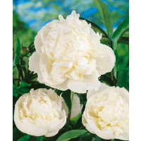Paeonia lact. ´Duchesse de Nemours´ /  Pivoňka bylinná, C3