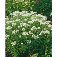 Anaphalis margaritacea Neuschnee / plesnivka Perlovitý , K9