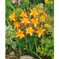 Hemerocallis 'Frans Hals' / Denivka, K13