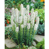Liatris ´Floristan Alba´ / Šuškarda bílá, bal. 5 ks, 12/14