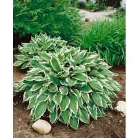 Hosta ´Albomarginata´ / Bohyška / Funkie, K9