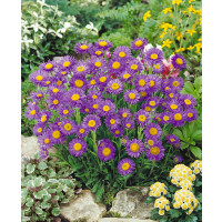 Aster alpinus ´Dark Beauty´ / Hvězdnice alpská tmavě fialová / Astra, K9