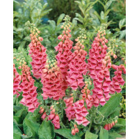 Digitalis mertonensis / Náprstník, K9