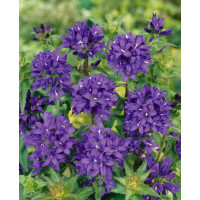 Campanula glomerata ´Superba´ / Zvonek klubkatý, K9