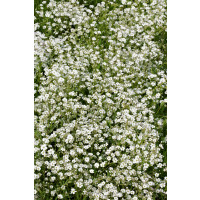 Gypsophila repens ´White Angel´ /Šater plazivý, K9
