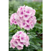 Phlox paniculata 'Bright Eyes' / Plamenka latnatá, K14