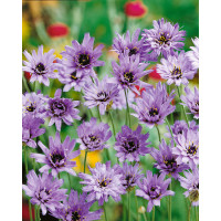 Catananche caerulea / Katananka modravá , K9