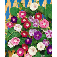 Ipomoea  purpurea / Povíjnice ´IMPERIAL SMĚS´, bal. 1 g