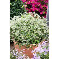 Euphorbia hypericifolia ´pac®Mont Blanc´  / Pryšec třezalkovolistý, bal. 6 ks sadbovačů