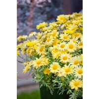 Argyranthemum pac® Day-Zee® Yellow / Kopretina, bal. 3 ks, 3x K7