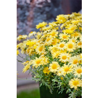 Argyranthemum pac® Day-Zee® Yellow  / Kopretina, bal. 6 ks sadbovačů