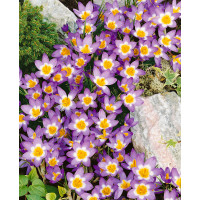 Crocus sieberi ´Tricolor´ / Botanický šafrán / Krokus, bal. 15 ks, 5/+