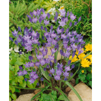 Triteleia ´Corrina´ / Triteleje, bal. 25 ks, 5/6