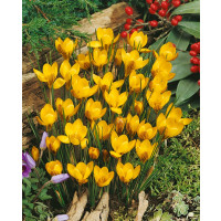 Crocus ´Fuscotinctus´ / Botanický šafrán / Krokus, bal. 15 ks, 5/7