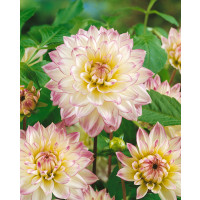 Dahlia ´Crazy Love´ / Jiřina, I.