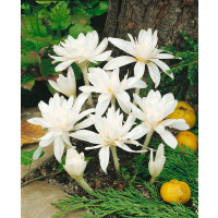 Colchicum autumnale ´Alboplenum´ / Ocún bílý plnokvětý, 13/+