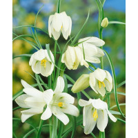 Fritillaria ´Meleagris Alba´ / Korunkovka, bal. 10 ks, 6/+
