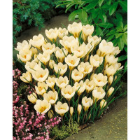 Crocus ´Cream Beauty´ / Botanický šafrán / Krokus, bal. 15 ks, 5/7