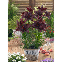 Lilium ´Mapira´ / Lilie, bal. 2 ks, 16/18