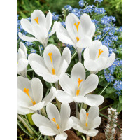 Crocus ´Jeanne d´Arc´ / Velkokvětý krokus, bal. 10 ks, 8/9