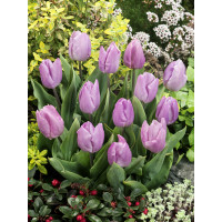 Tulipa ´Candy Prince´ / Tulipán, bal. 10 ks, 11/12