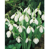 Galanthus elwesii / Obrovské sněženky, bal. 10 ks, 5/6