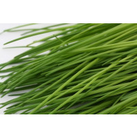 Allium schoenoprasum / Pažitka pobřežní, K9