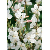 Gaura lindheimeri / Svíčkovec, K9