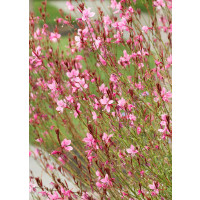 Gaura lindheimeri 'Geyser Pink' / Gaura , K9
