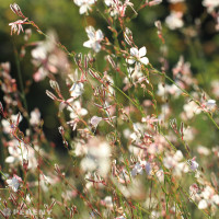 Gaura lindheimeri 'Ellura'/ Svíčkovec Lindheimerův, K9