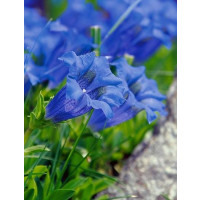 Gentiana acaulis / Hořec horský bezlodyžný, K9