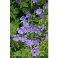 Geranium himalayense ´Johnson´s Blue´- Kakost, K9