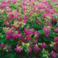 Geranium cantabrigiense ´Karmina´/ Kakost tmavě růžový, K9