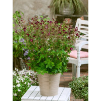 Geranium phaeum / Kakost, K9